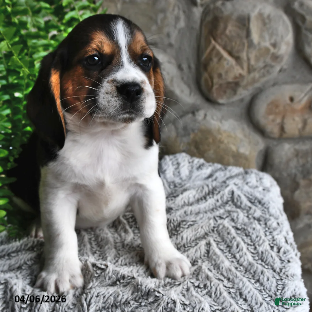 Mixed Breed dogs for sale: Daffodil - Ad 2