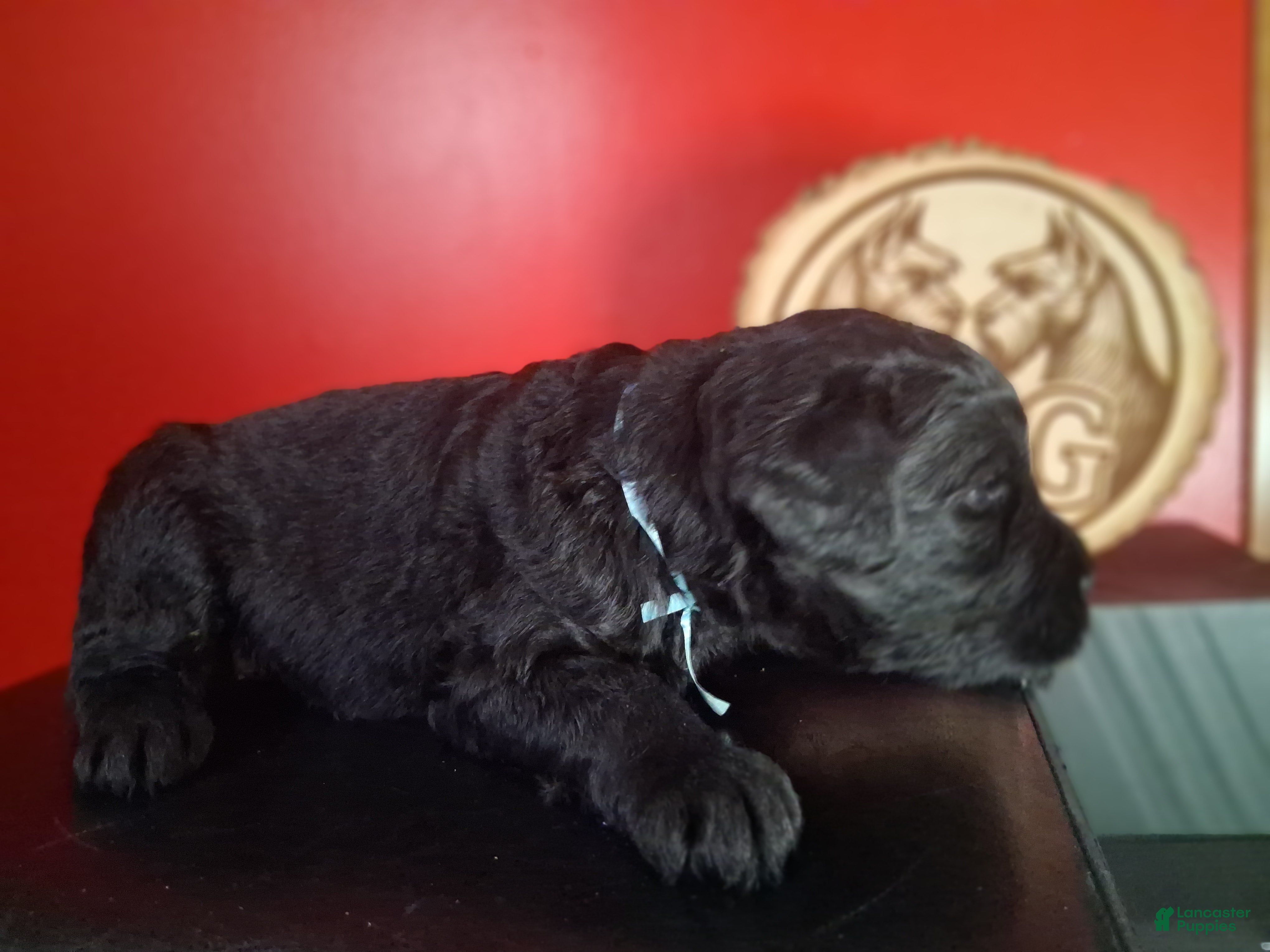 Giant Schnauzer dogs Brick  - Ad 2