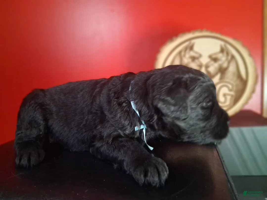 Giant Schnauzer dogs for sale: Brick  - Ad 2
