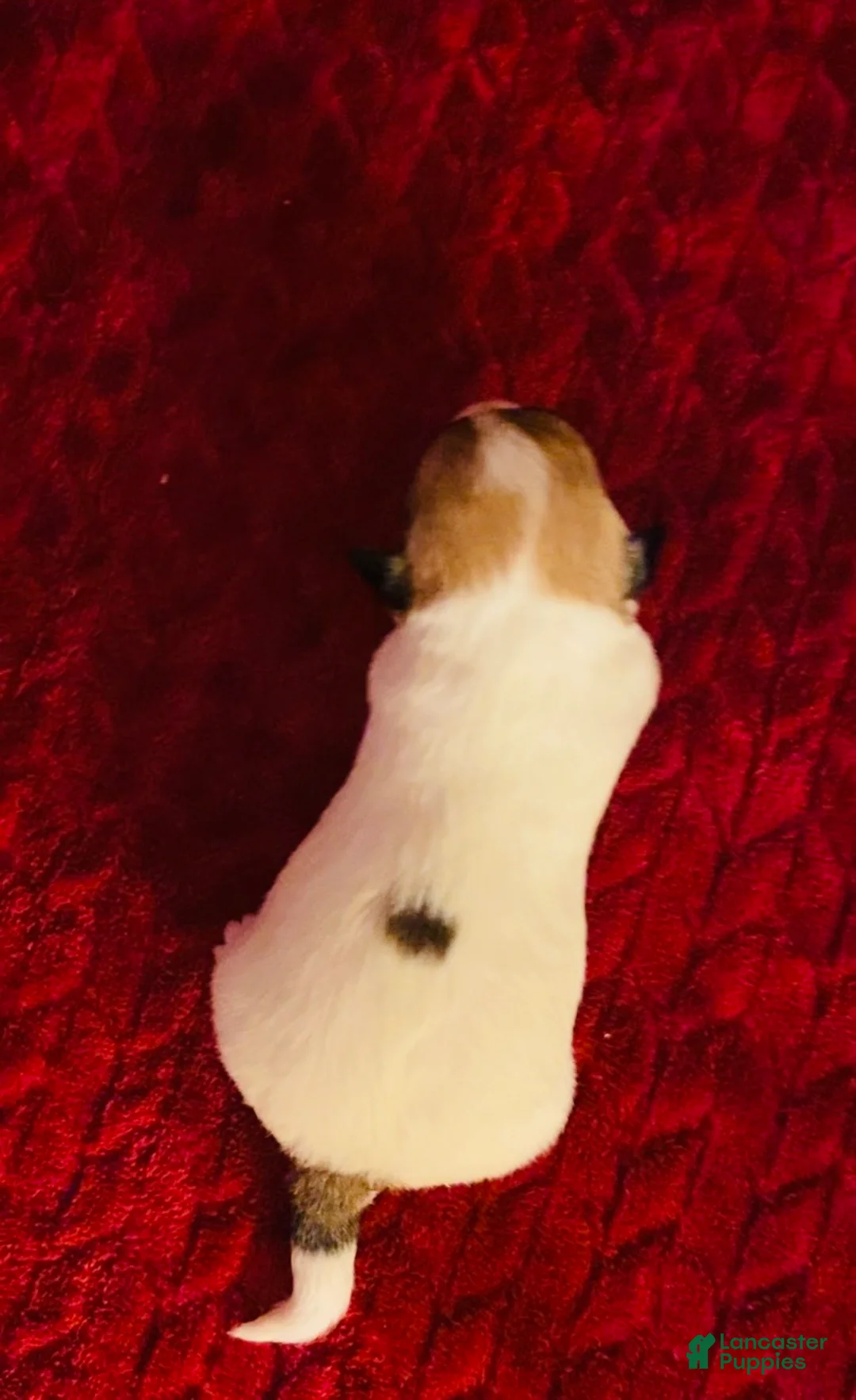 Jack Russell Terrier dogs for sale: Jack Russell Terrier Puppy 5 - Ad 1