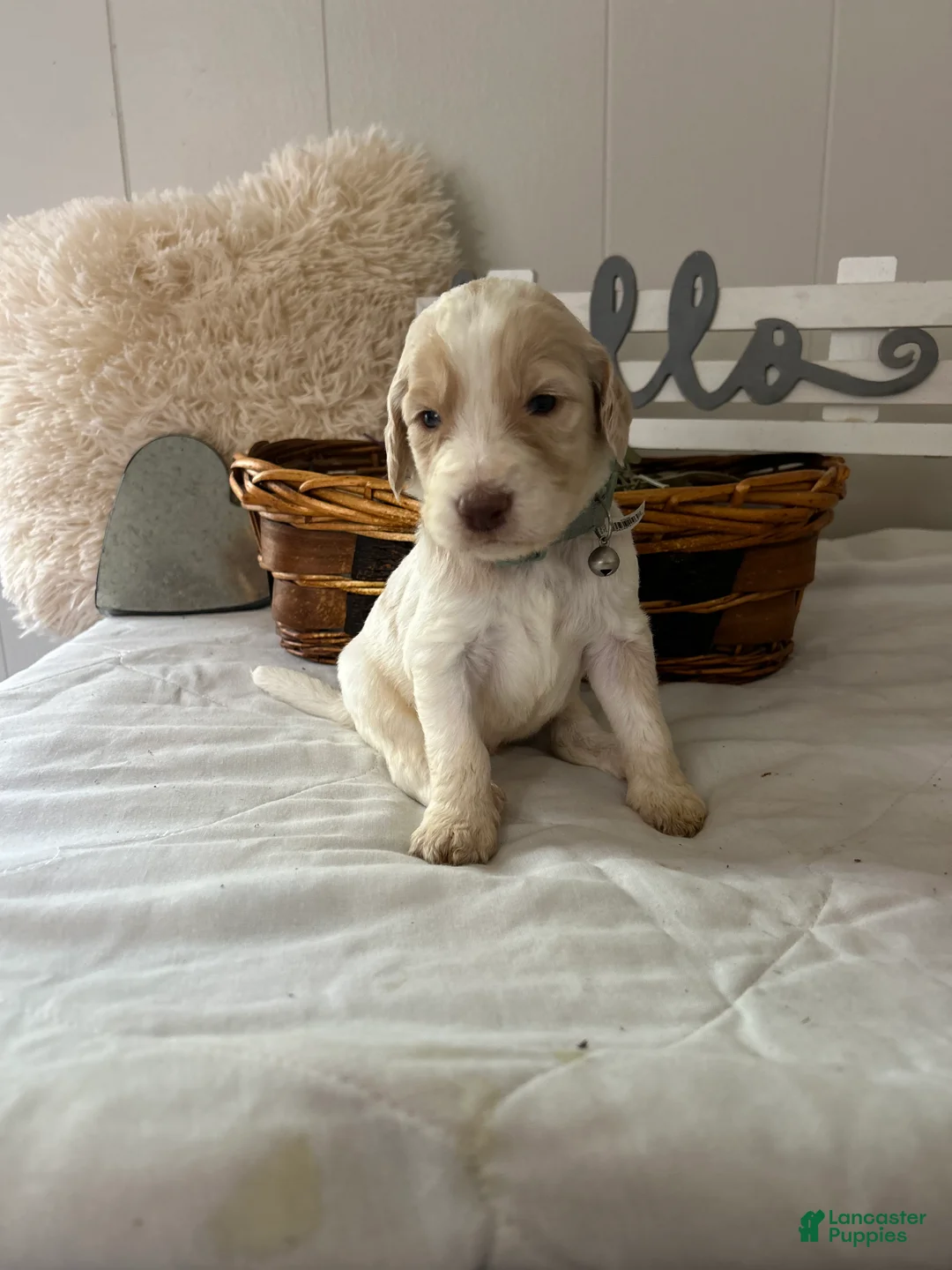 Goldendoodle dogs for sale: Goldendoodle Puppy 6 - Ad 1