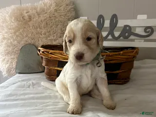 Goldendoodle dogs Goldendoodle Puppy 6 - Ad 7