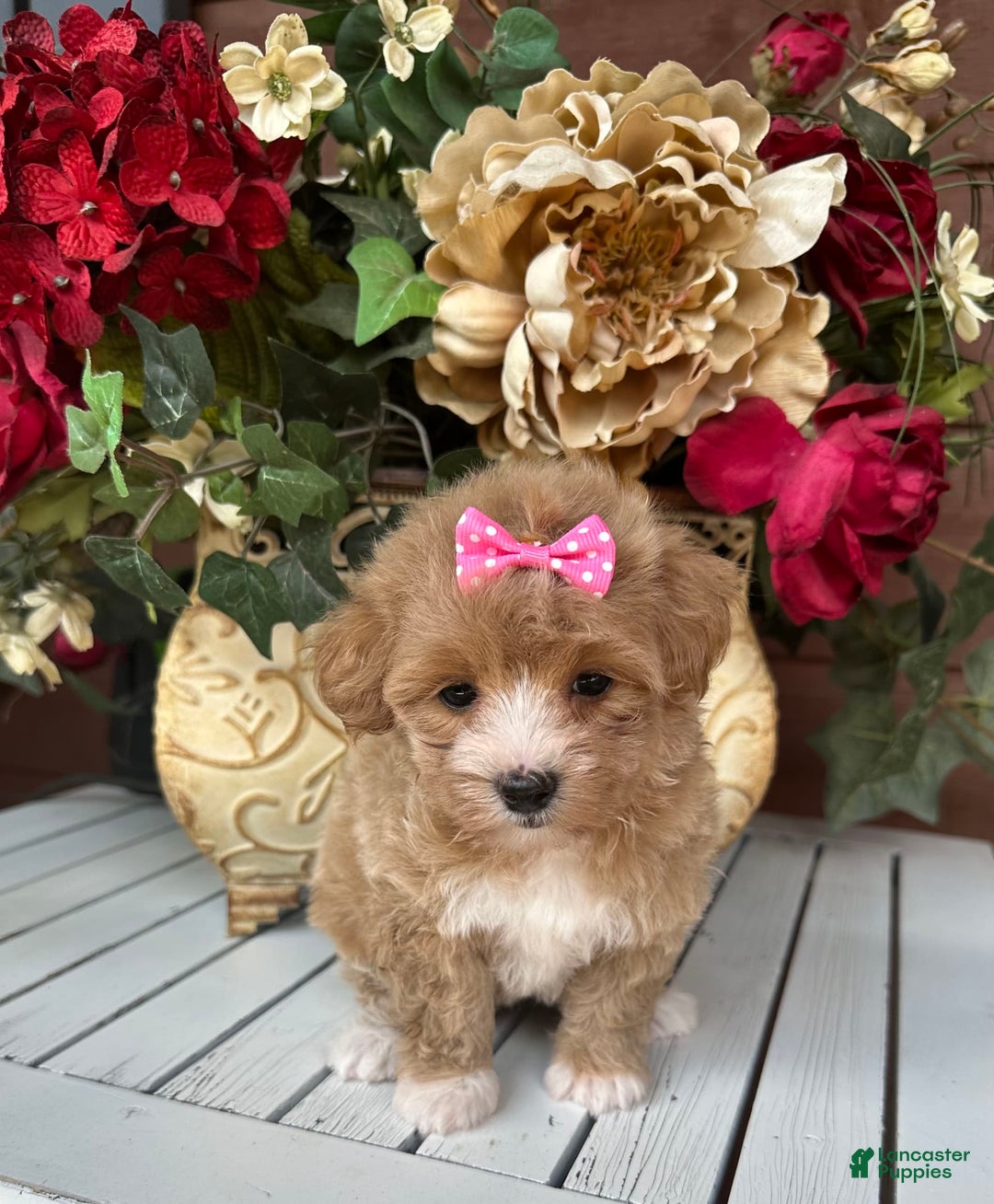 Maltipoo Puppies Craigslist Dogs Near Me Brown Micro Teacup