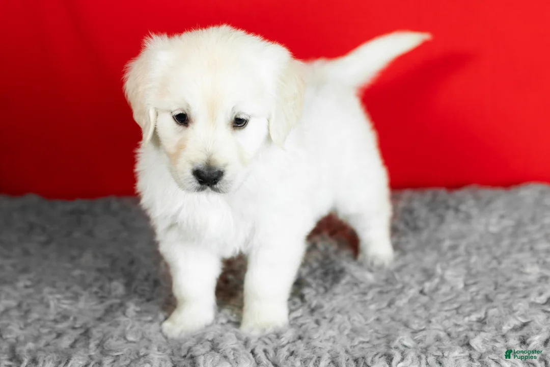 Golden Retriever dogs for sale: Bear - Ad 2