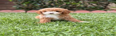 Toy Poodle 2 - named Marshmallow 