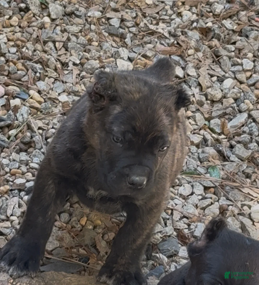 Cane Corso dogs for sale: Cane Corso Bear - Ad 2