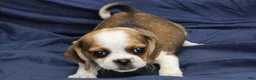 Puggle dogs for sale: Sky - Ad 2