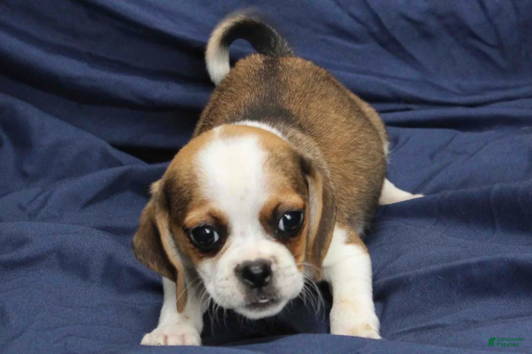 Puggle dogs for sale: Sky - Ad 2