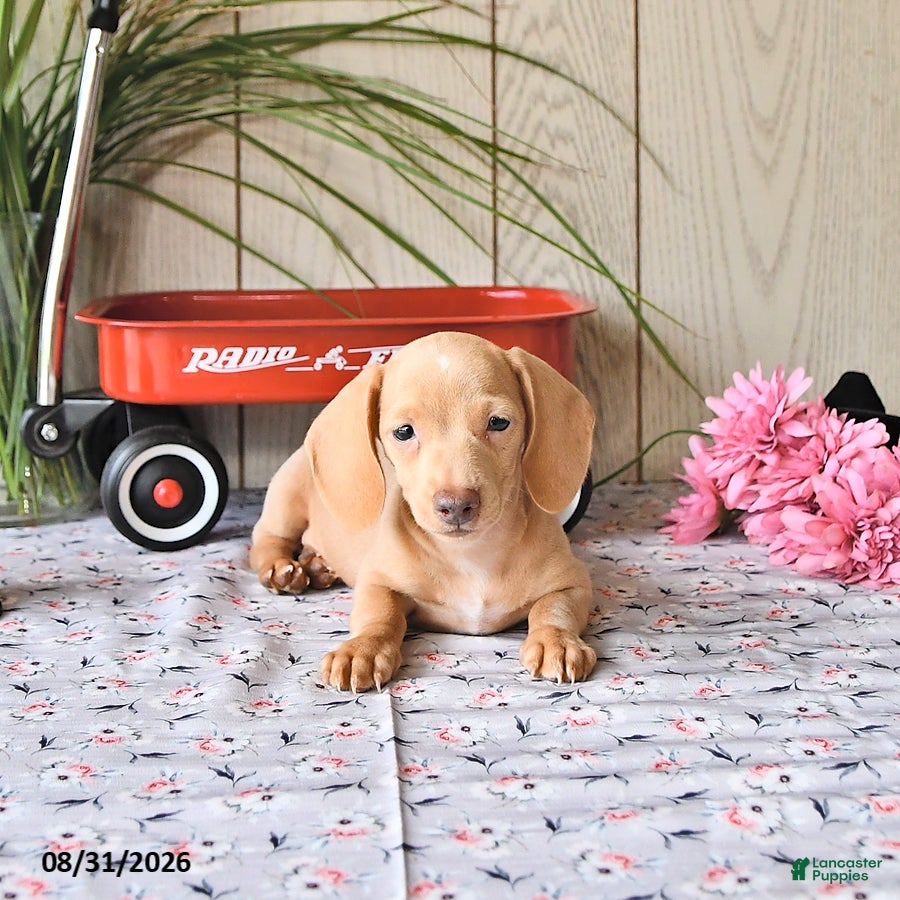 Miniature Dachshund dogs Randy - Ad 2