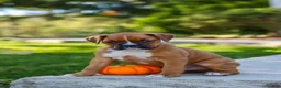 Boxer dogs for sale: Max - Ad 10