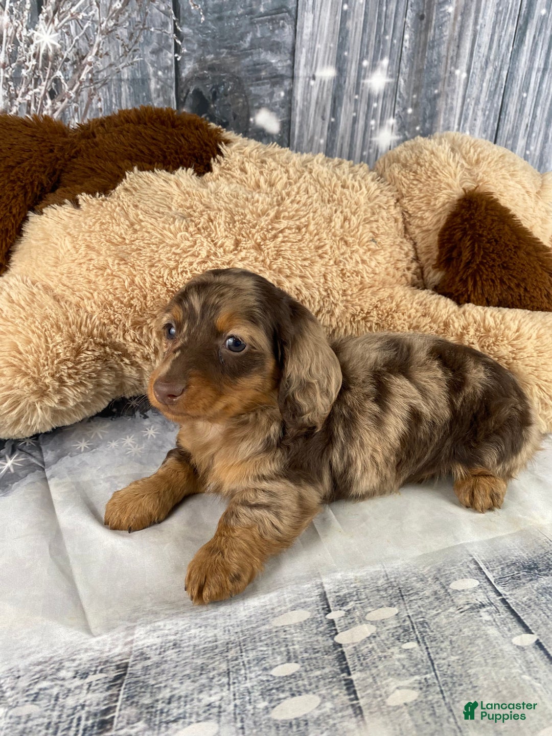 Miniature Dachshund dogs for sale: Skye - Ad 9