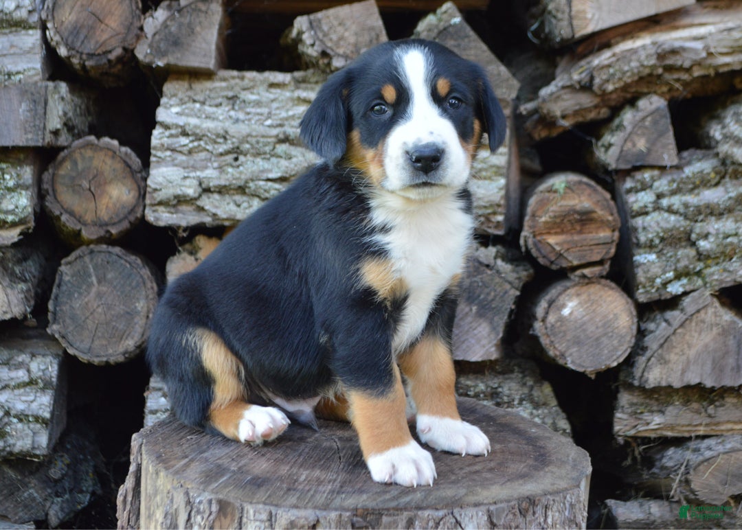 Greater Swiss Mountain Dog dogs for sale: Gloria - Ad 13