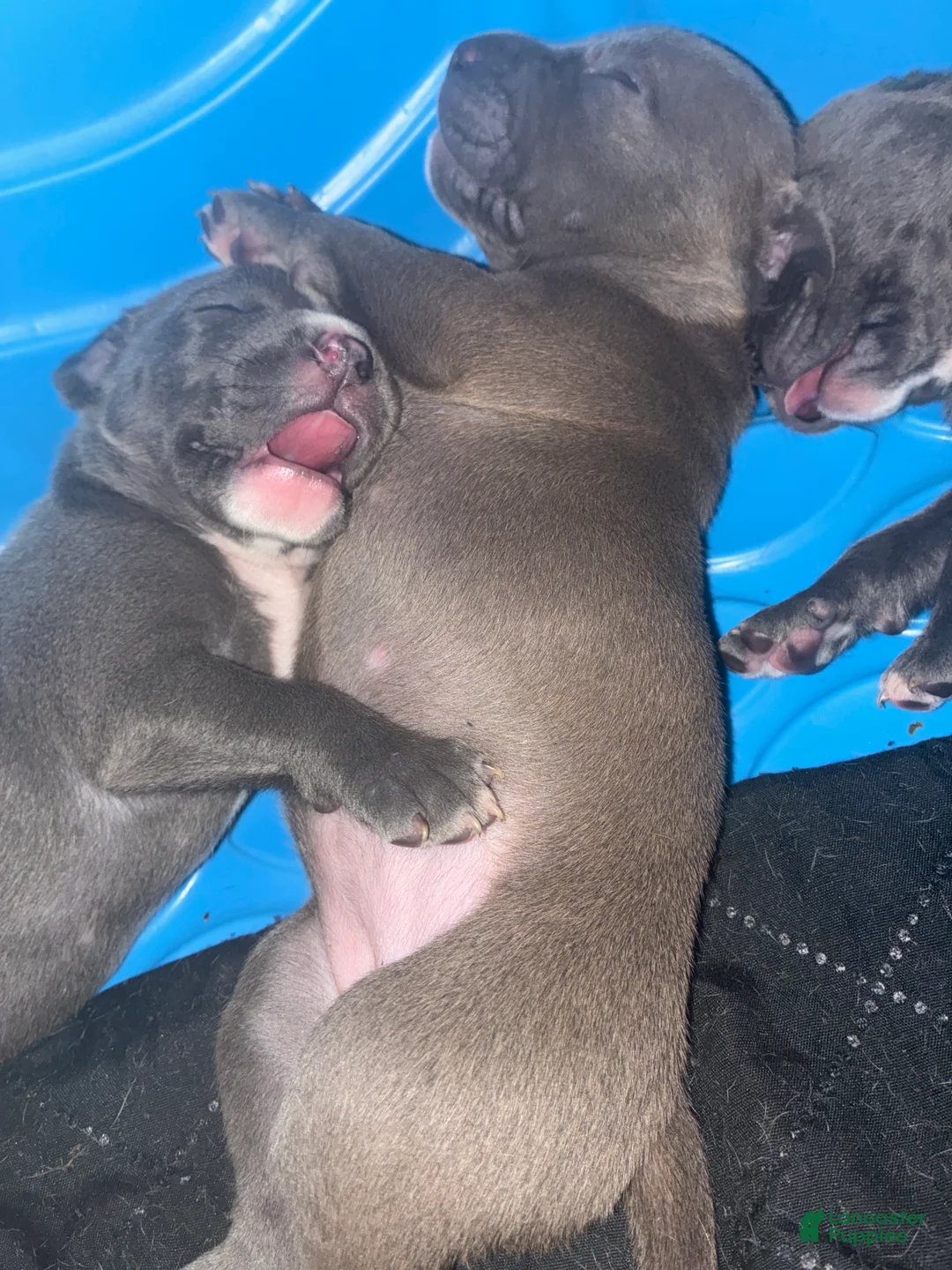 American Bully dogs for sale: American Bully Puppy 7 - Ad 1
