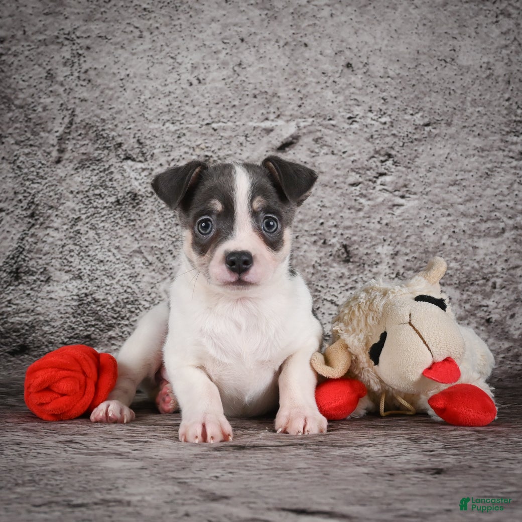 Chihuahua dogs Archie - Ad 1