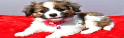 Mixed Breed dogs for sale: Serena - Ad 1