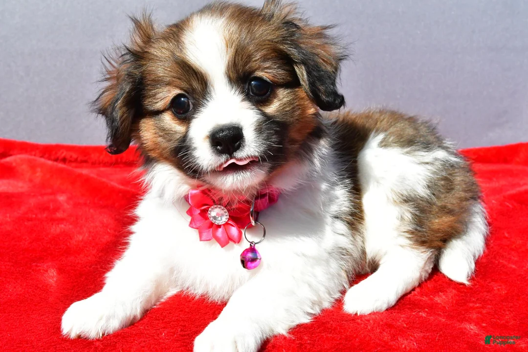 Mixed Breed dogs for sale: Serena - Ad 1