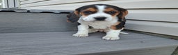 Beagle dogs for sale: LAYLA - Ad 5