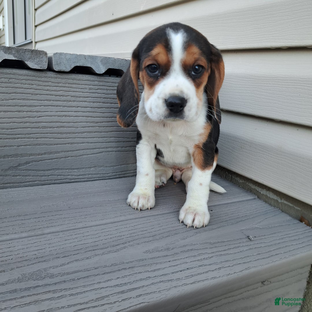 Beagle dogs for sale: LAYLA - Ad 5