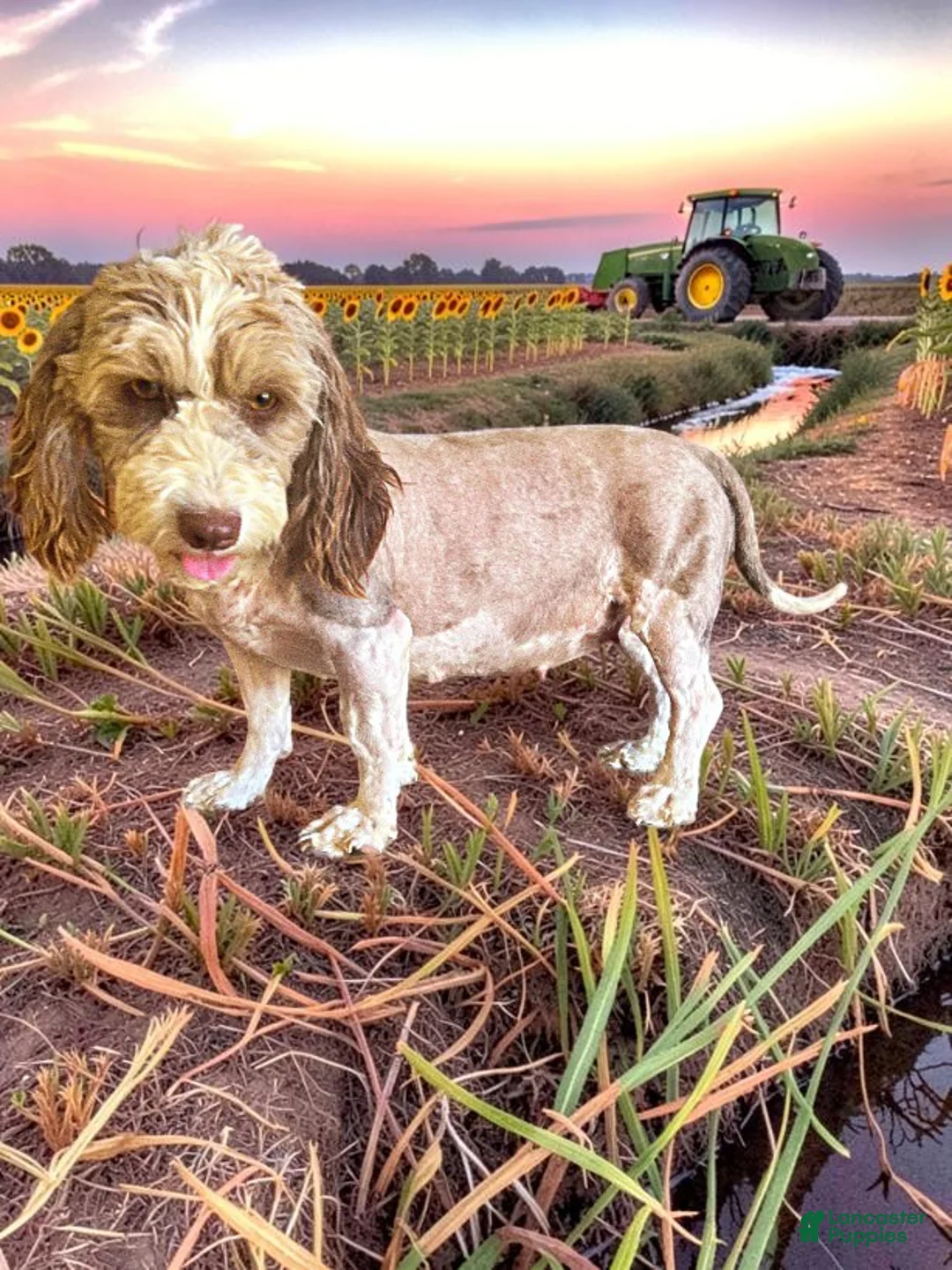 Havapoo dogs for sale: Scout - Ad 18
