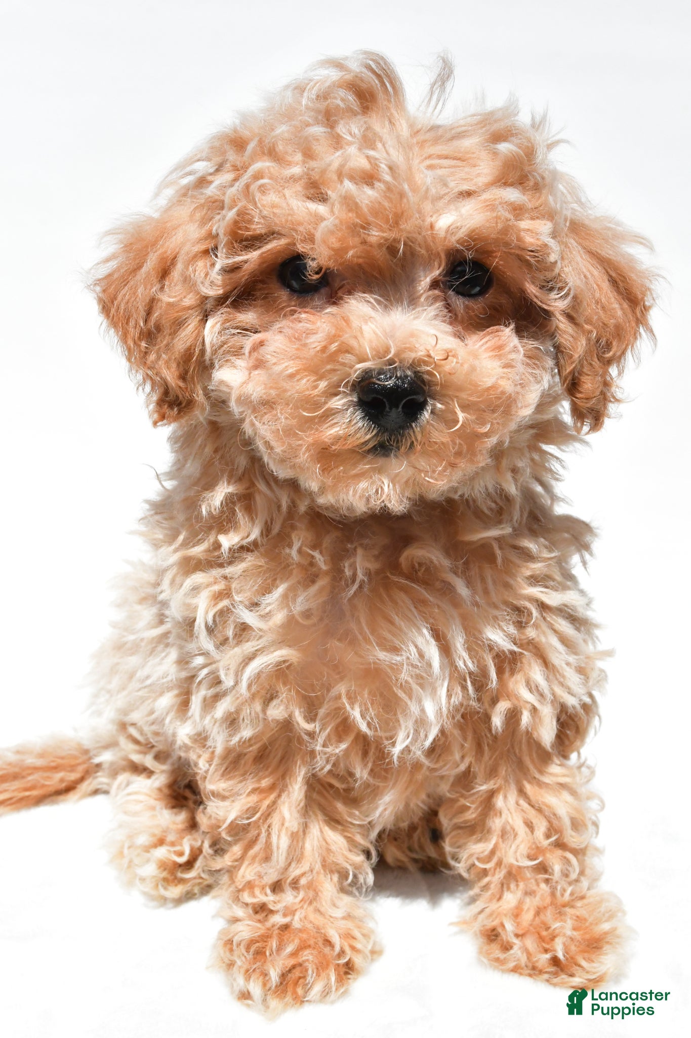 Maltipoo dogs Captain - Ad 2