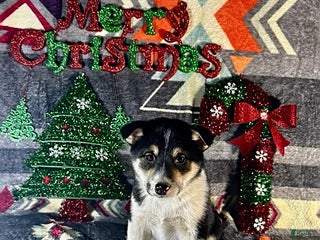 Shiba Inu dogs Asher - Ad 1