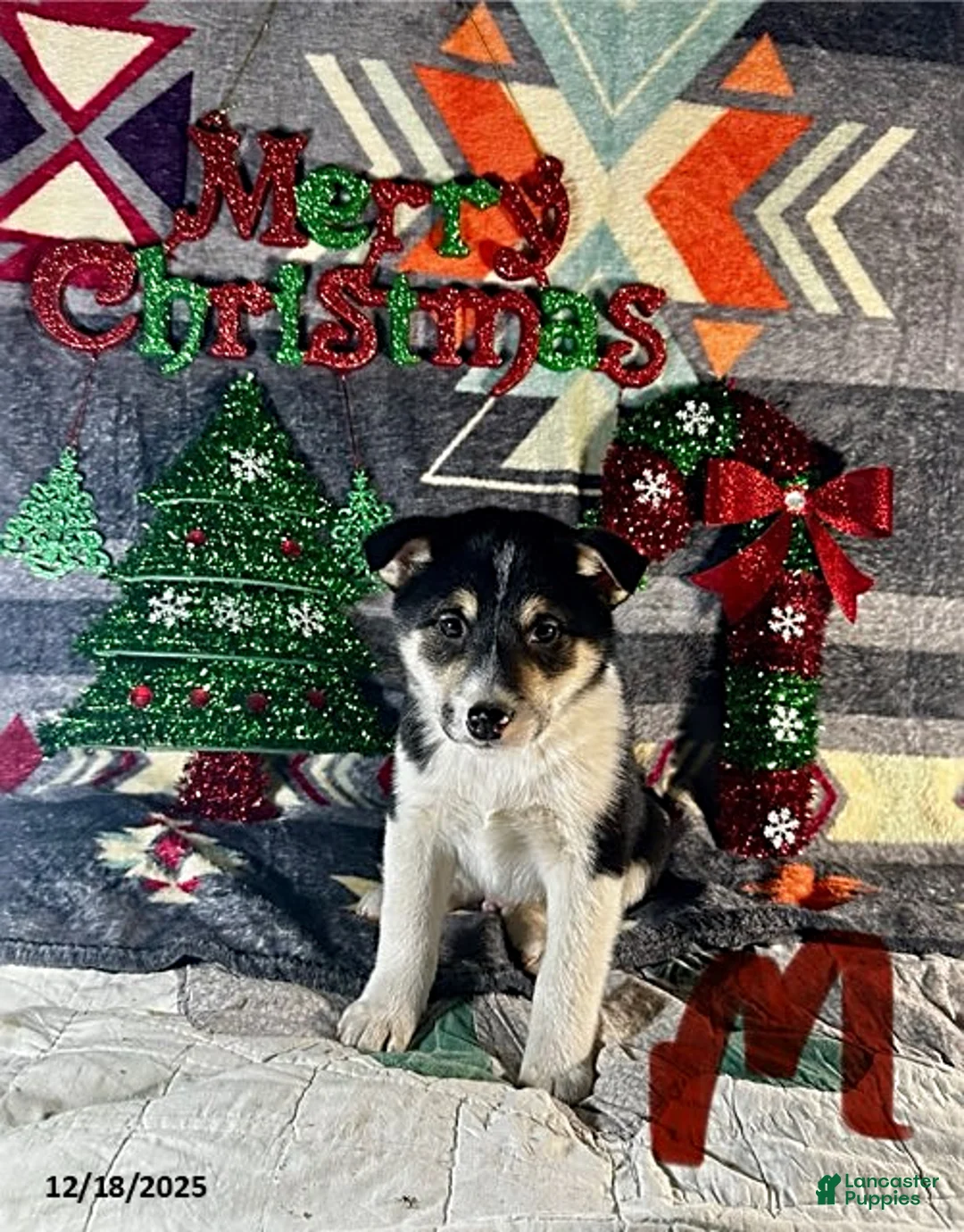 Shiba Inu dogs for sale: Asher - Ad 1