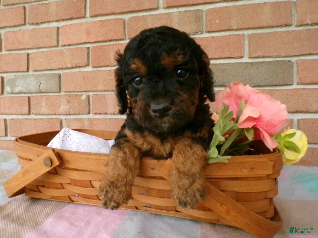 Cockapoo dogs for sale: Cassie - Ad 2