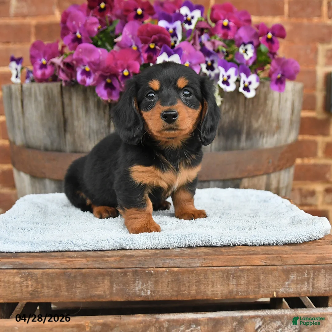 Dachshund dogs for sale: Coffee - Ad 1