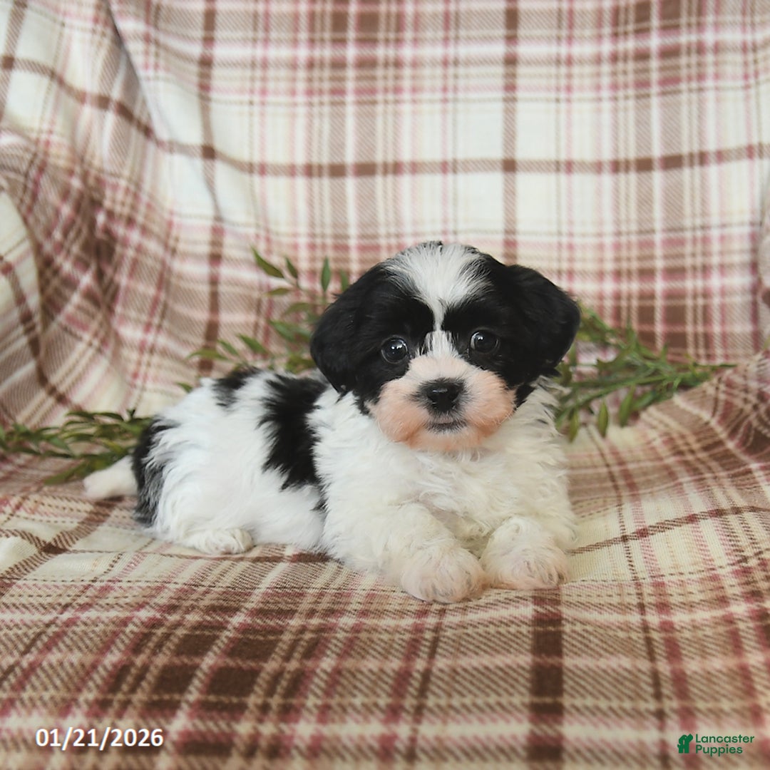 Teddy Bear dogs for sale: Winston - Ad 3