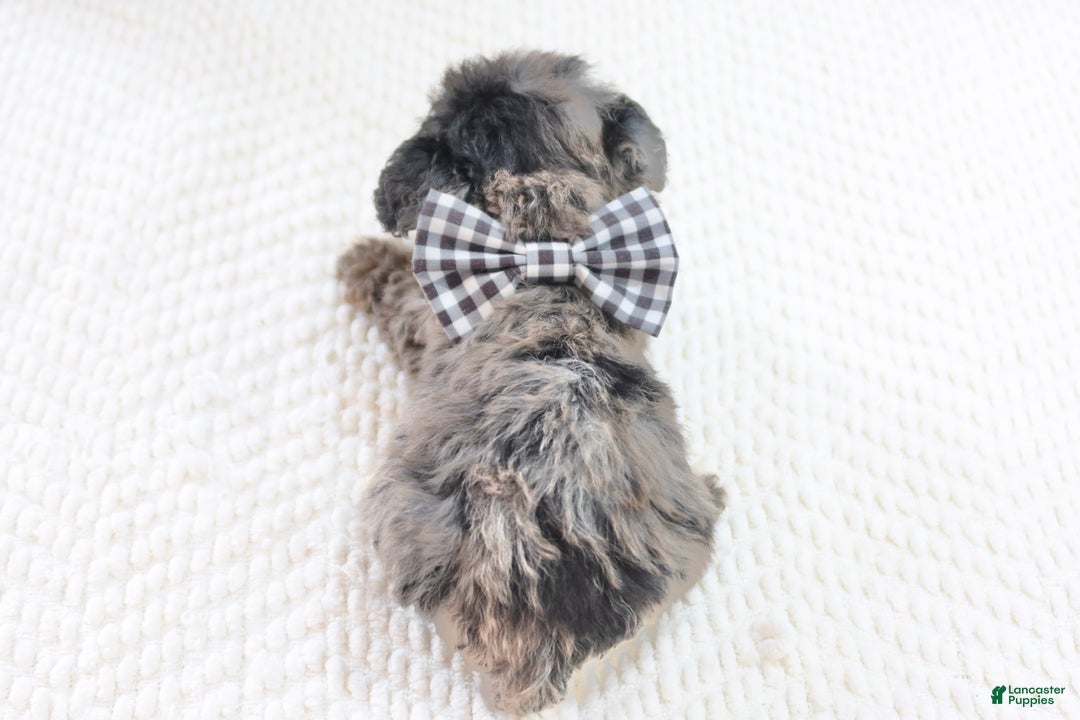 Toy Poodle dogs for sale: Dasher - Ad 4