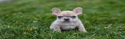 French Bulldog dogs for sale: Fern - Ad 17