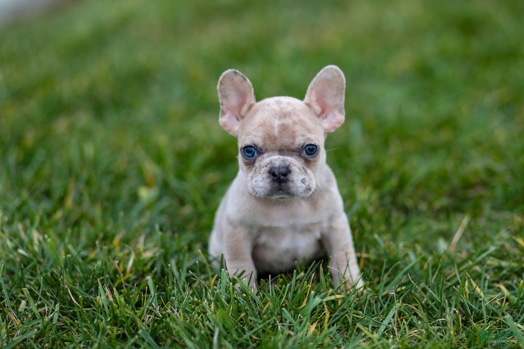 French Bulldog dogs for sale: Fern - Ad 17