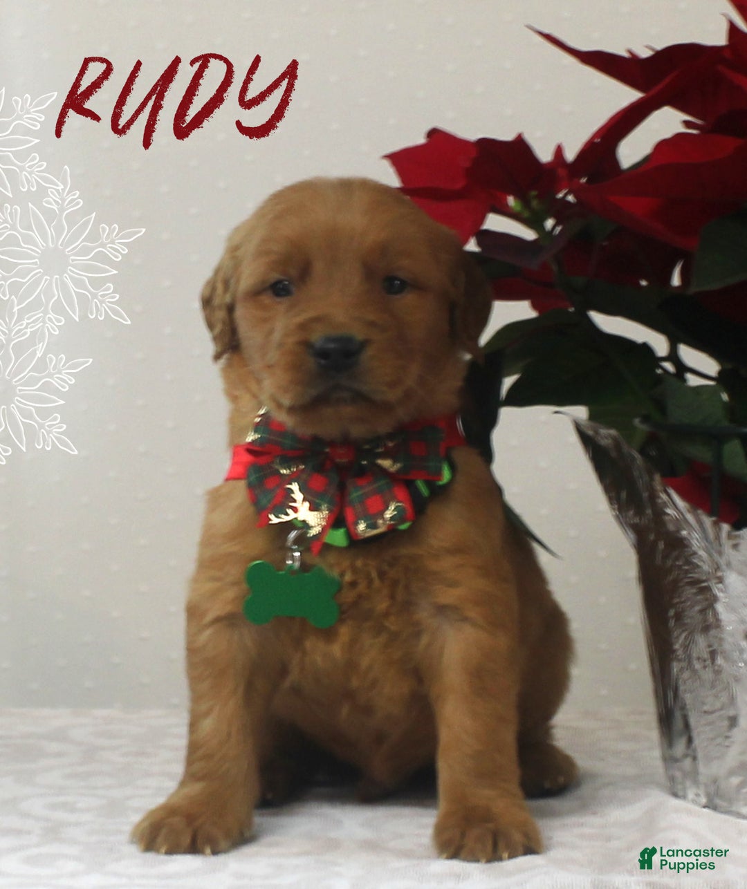 Golden Retriever dogs for sale: Rudy - Ad 1