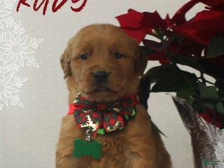 Golden Retriever dogs Rudy - Ad 1