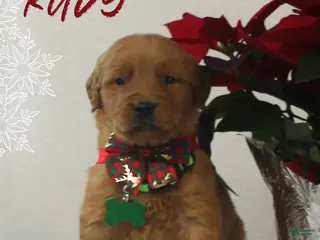 Golden Retriever dogs Rudy - Ad 16