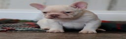 French Bulldog dogs for sale: Yuletide  - Ad 3