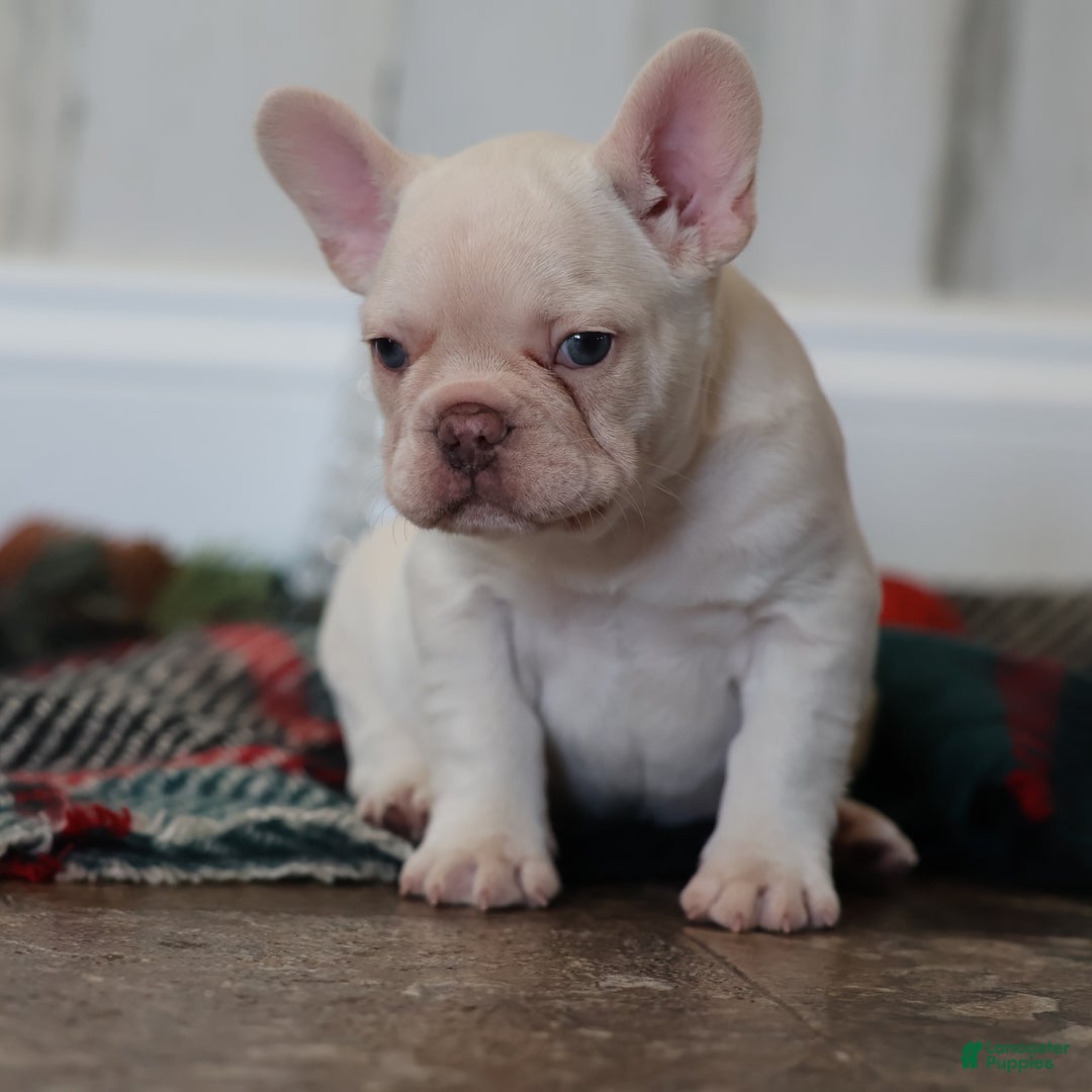 French Bulldog dogs for sale: Yuletide  - Ad 3