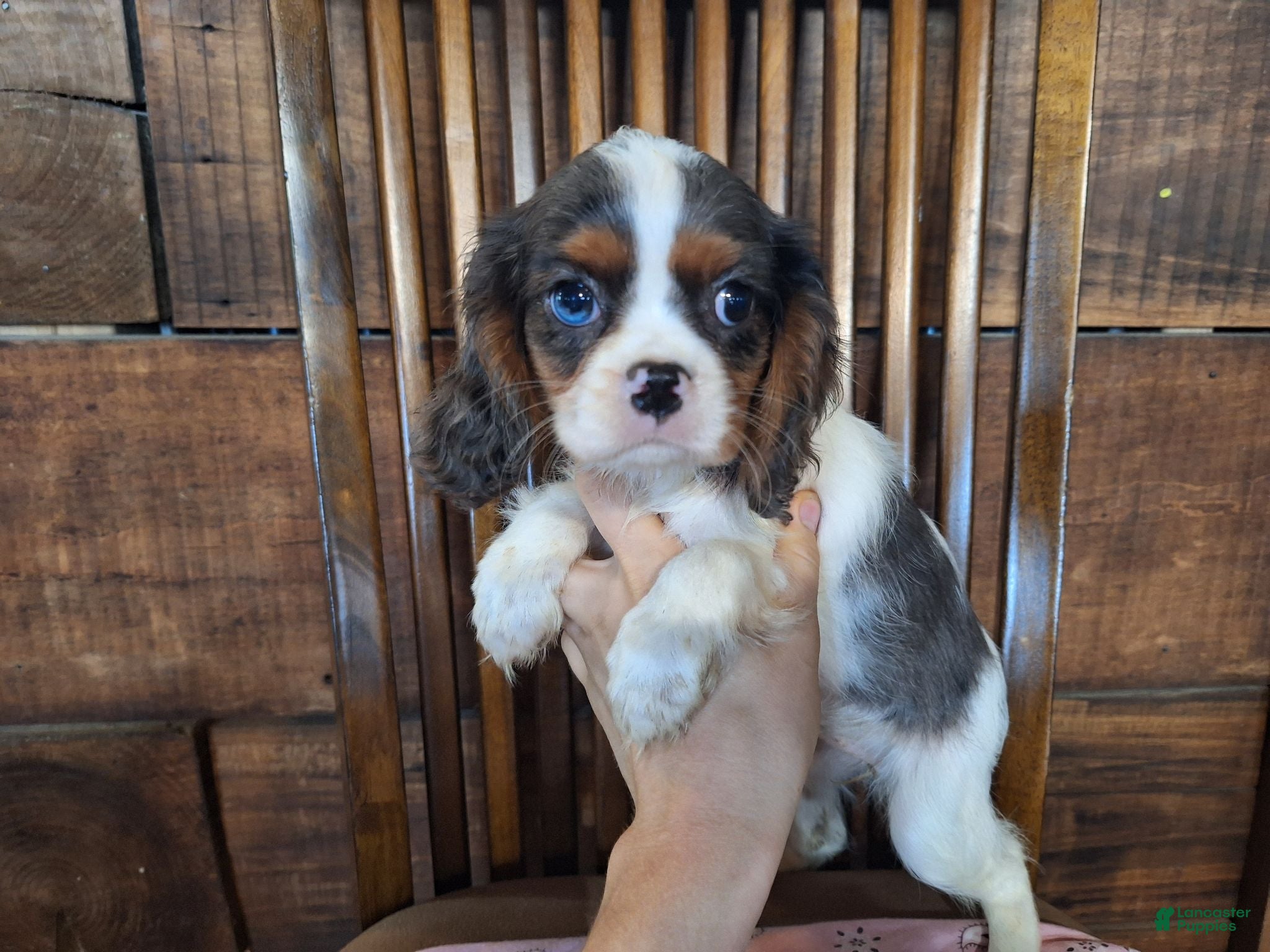 Cavalier King Charles Spaniel dogs Dorothy - Ad 1