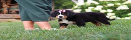 Bernese Mountain Dog dogs for sale: Marcy - Ad 9