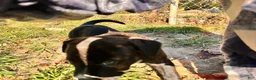 Mixed Breed dogs for sale:  Boy 2 - Ad 4