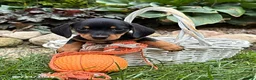 Dachshund dogs for sale: Tanner - Ad 3