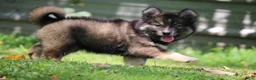 Pomsky dogs for sale: Dutch - Ad 7