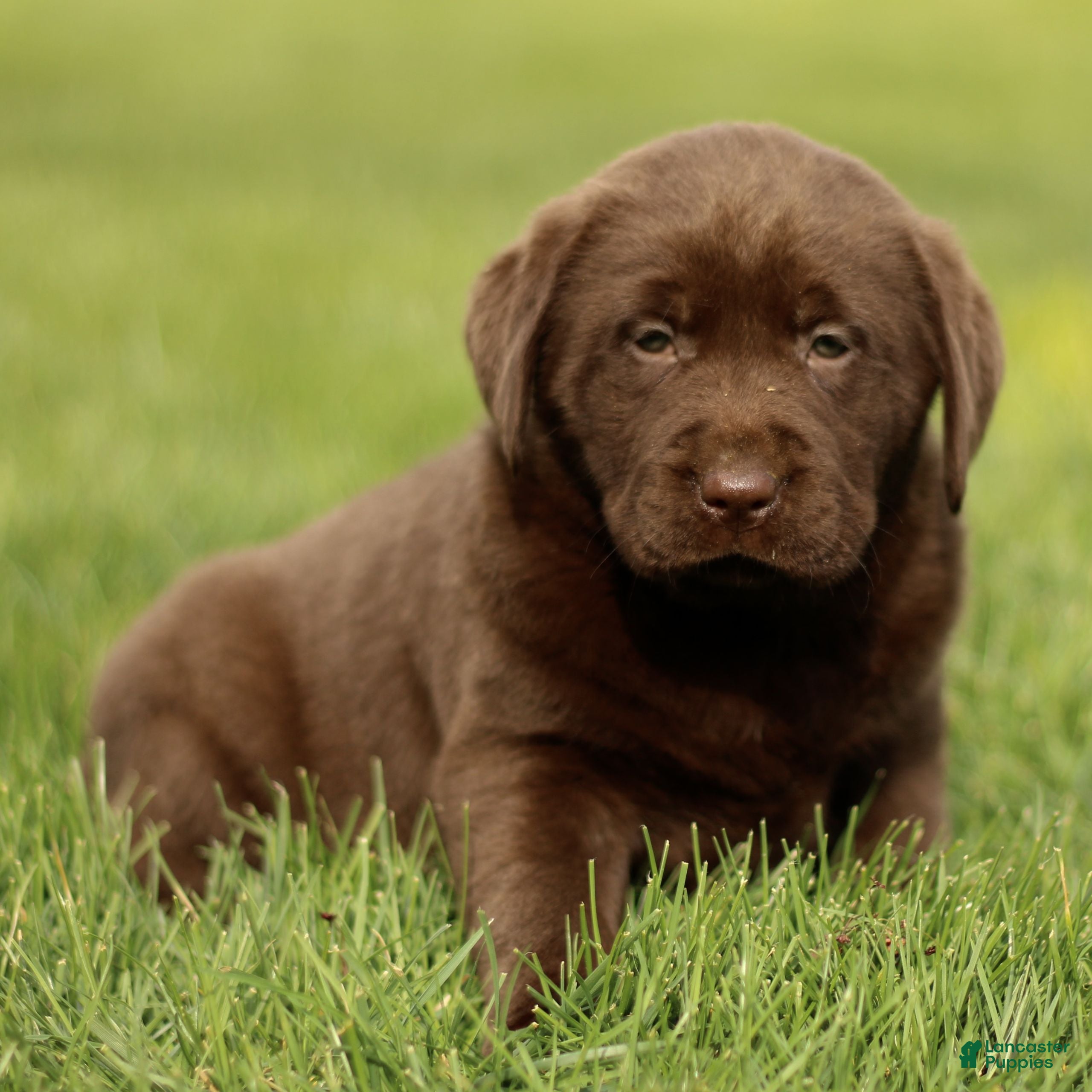 Labrador Retriever dogs Holly  - Ad 1