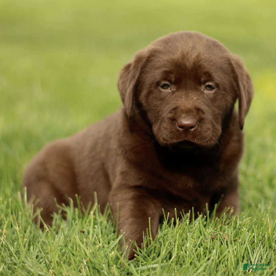 Labrador Retriever dogs for sale: Holly  - Ad 1