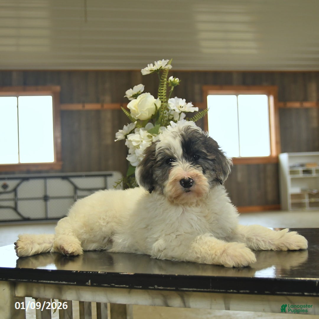 Sheepadoodle dogs for sale: Flori  - Ad 2