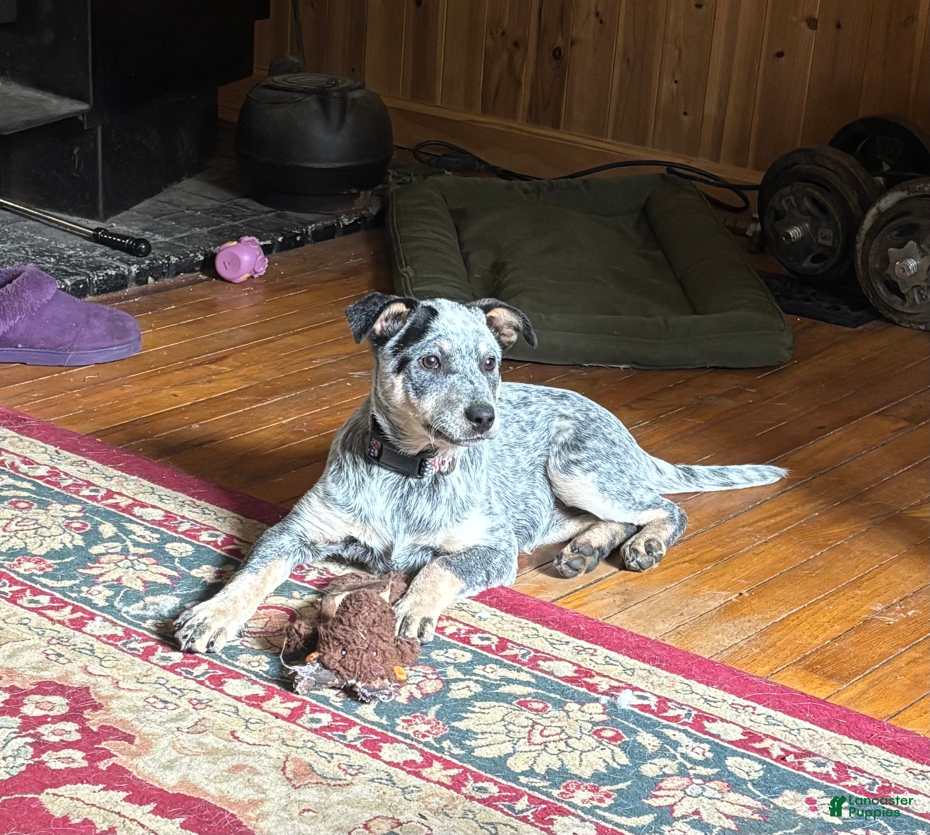 Australian Cattle Dog dogs Fancy - Ad 28