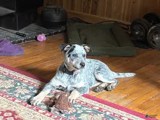 Australian Cattle Dog dogs Fancy - Ad 28