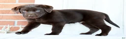 Labrador Retriever dogs for sale: Koda - Ad 5