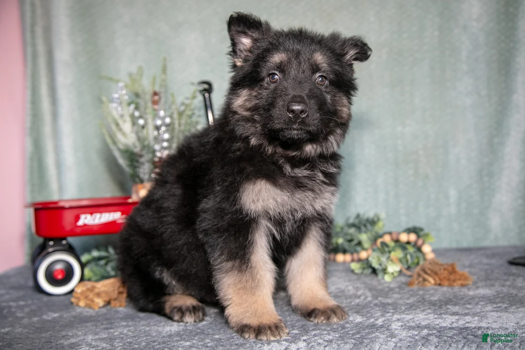 German Shepherd dogs for sale: Lincoln - Ad 2