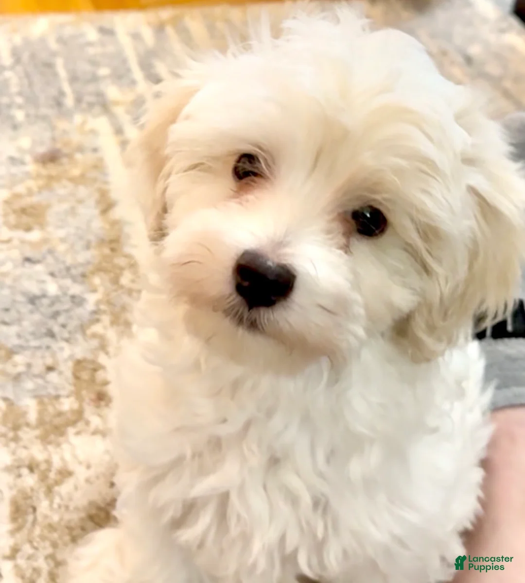 Maltipoo dogs for sale: Maltipoo Puppy 2 - Ad 6